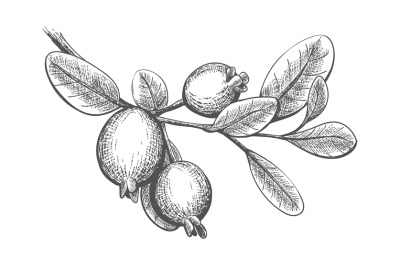 Hand drawn feijoa branch