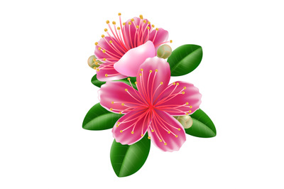 Feijoa flower in realistic style
