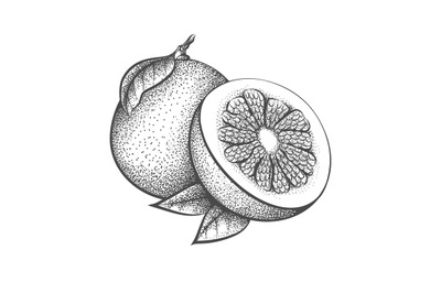 Pomelo engraving illustration