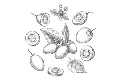 Tamarillo fruits sketch
