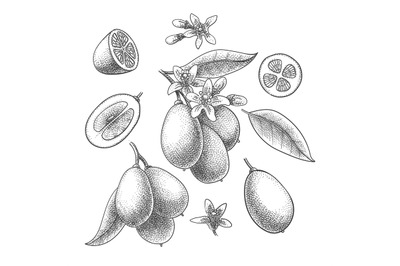 Kumquat engraving illustration