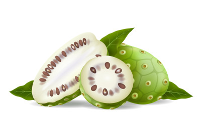 Noni fruits and leaves realistic