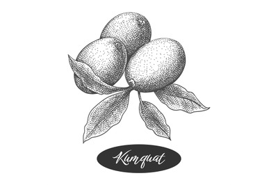 Kumquat engraving sketch