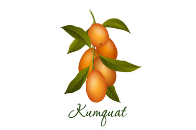 Kumquat branch vector illustration