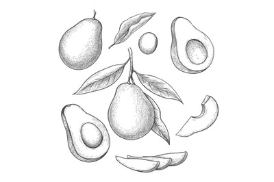 Hand drawn avocado