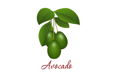 Cartoon avocado branch