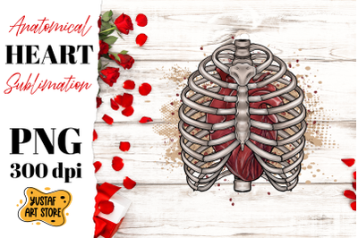 Anatomical heart sublimation. Heart in the chest PNG