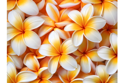 soft sweet orange flower