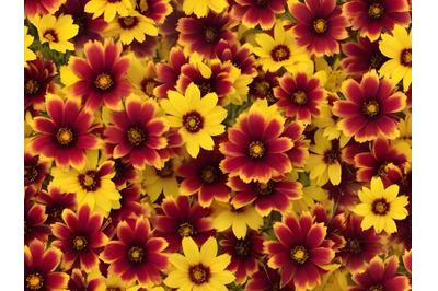 A coreopsis flower