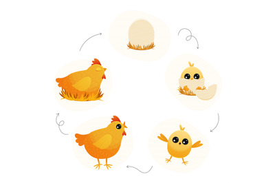 Chicken life cycle. Cartoon broody hen with chicks and eggs, step by s