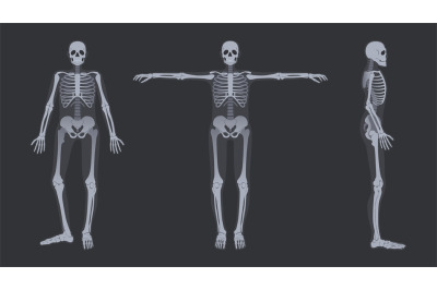 Human skeleton x-ray. Detailed radiology full-body bone structure anat