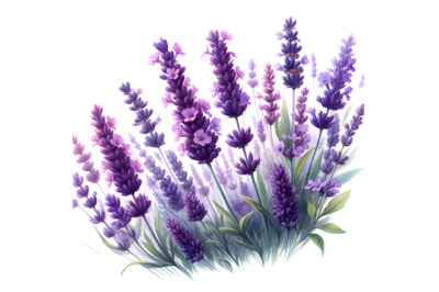 Watercolor painting of purple lavender flowers