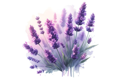 Watercolor painting of purple lavender flowers