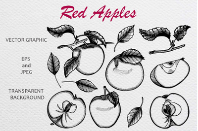A set of hand-drawn sketches with apples and leaves. Vector illustrati