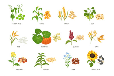 Seeds and plants. Agricultural crops and their produce, growth planted
