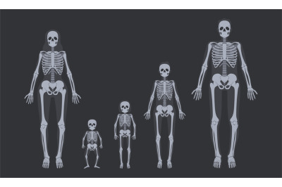 Family x-ray skeletons. Human skeletal systems from child to adult. Bo