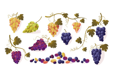 Grapes with leaves. Cartoon bunch of purple ripe red green yellow swee