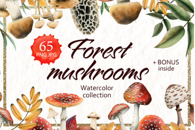 Mushrooms: Edible &amp; Poisonous, Forest Clipart