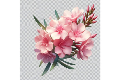 blooming Oleander flower