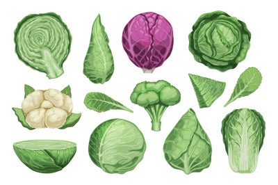 Cartoon different cabbage. Fresh organic vegetable brussels sprouts, h