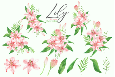 14 Watercolor Lily Flower Illustrations