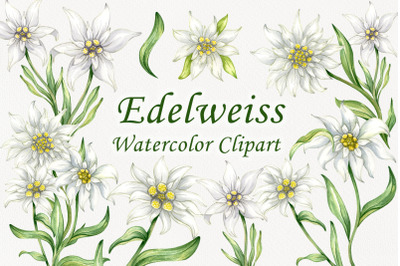 Edelweiss Watercolor Clipart