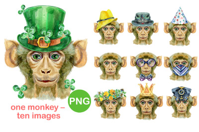 Monkey portraits