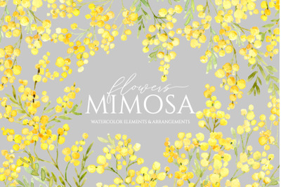 Watercolor Yellow Mimosa Branches Png