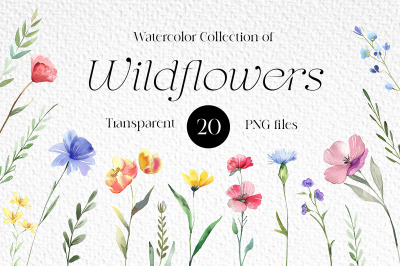 Watercolor Wildflowers Clipart Bundle 20 PNG elements, Meadow flowers