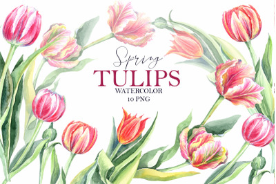 Mimosa and Tulips clipart Set