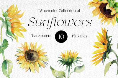 Sunflowers Watercolor clipart, 10 Sunflowers elements, Summer flowers