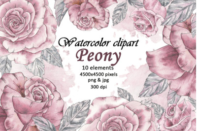 Watercolor Peonies Roses Flowers Pink, Leaves Vintage Clipart PNG
