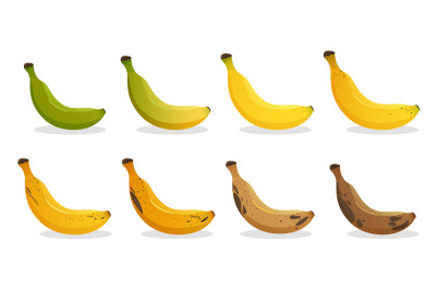 Banana ripeness stages. Different organic fruit peel color from green