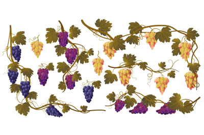 Grape vine. Cartoon grape bunches and leaves, organic natural wine ing