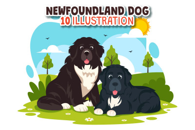 10 Newfoundland Dog Illustration