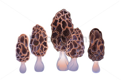Set of morel mushrooms