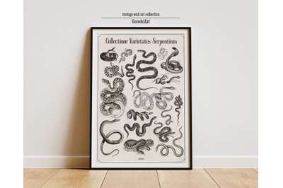 Vintage Snake wall art Prints, Digital Print, Snakes Collection in Lat