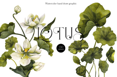 Lotus. Watercolor hand draw graphic