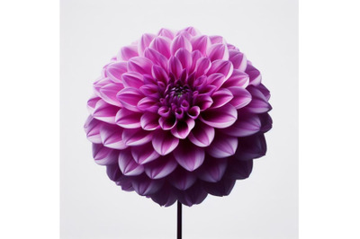 12 Purple dahlia flower isolated bundle