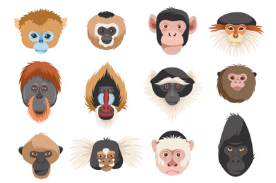 Monkeys heads. Different breeds primates portraits, funny exotic anima