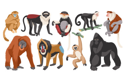 Different monkeys breeds. Cartoon ape characters, wild humanoid animal