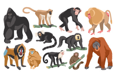 Cartoon different breeds monkeys. Funny exotic animals, tropical wildl