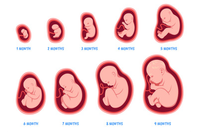 Stages of pregnancy. Fetal development process, human embryo growth cy