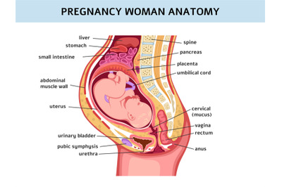 Pregnant woman. Pregnancy normal course, medical education, bladder, v