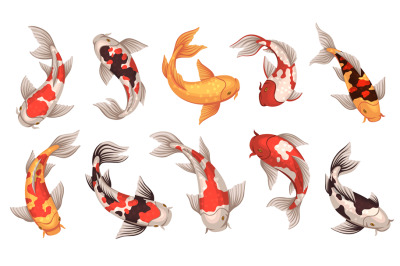 Colored koi fish. Japanese carps, spotted underwater oriental creature