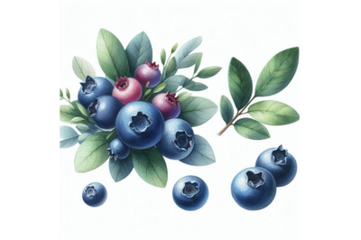 8 watercolor Blueberries white ba bundle