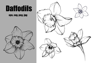 Daffodils hand drawing set