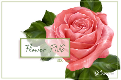 Single rose clipart | Floral PNG | hand-drawn flower