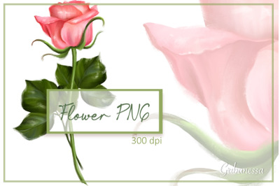 Single rose clipart | Floral PNG | hand-drawn flower