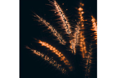 4 Close-up of grass plant